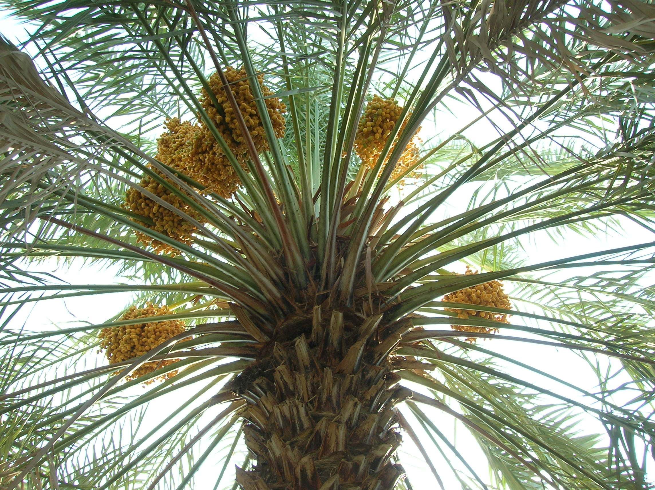 Dates ripening on a palm at a date farm in Madinah