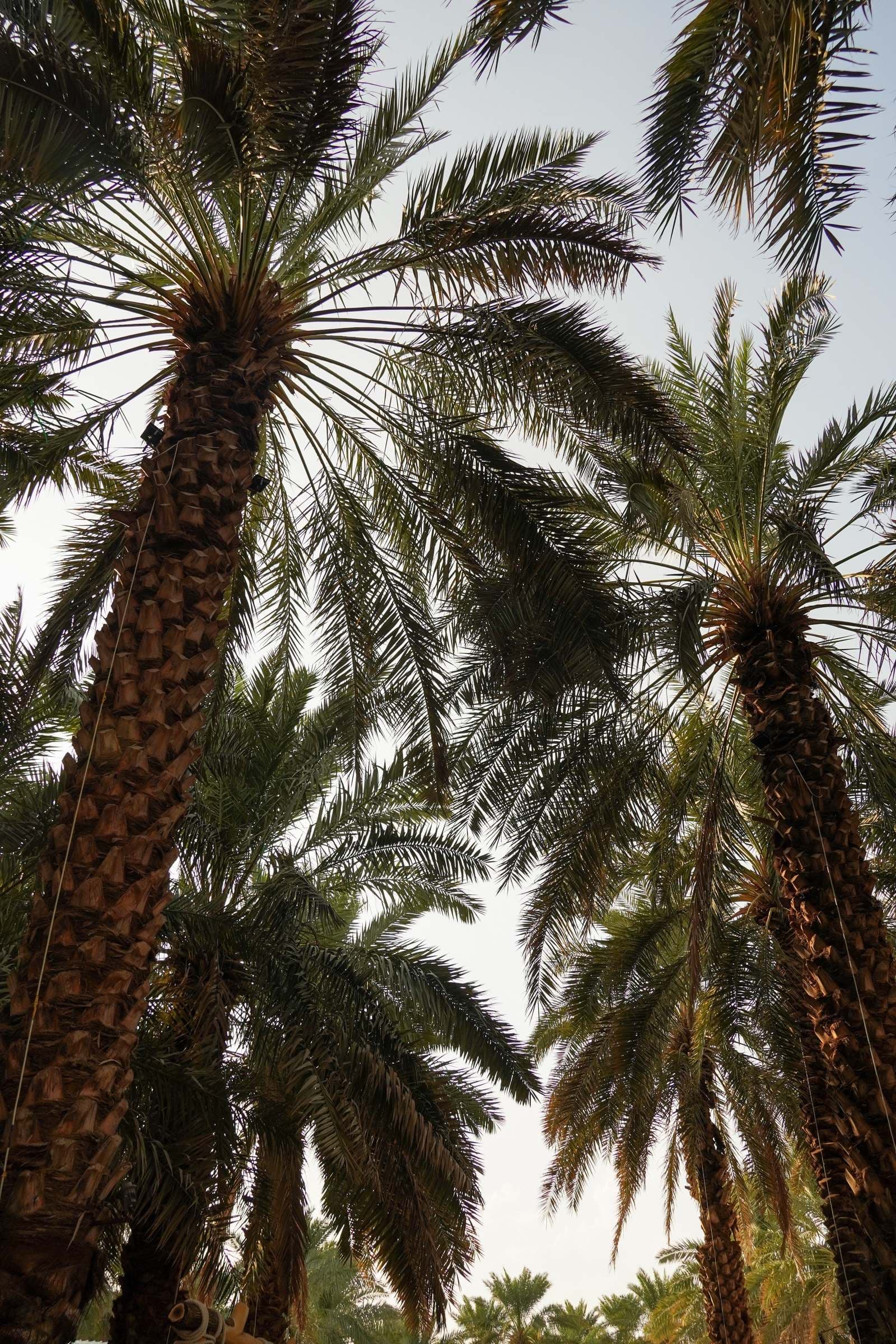 Looking up through date palms in Madinah
